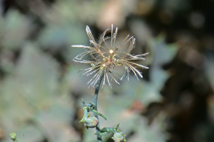 Narrowleaf Wirelettuce is one of several species that are difficult to distinguish from one another. One helpful characteristic is the color and form of the feathery-like plume (pappi) that sits above the seed. Plants are found in elevations from 1,00 to 9,800 feet (300-3,000 m). Stephanomeria tenuifolia